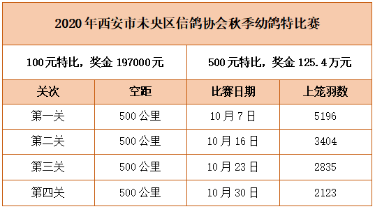 未央鸽会最新动态概览