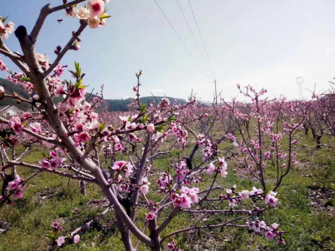 探访暖春花开地新址，自然人文之美交相辉映的秘境